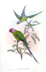 Palaeornis cyanocephalus